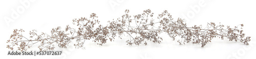 Dry wild meadow grasses or herbs isolated on white background. Border of dry field flowers. Winter pattern background.