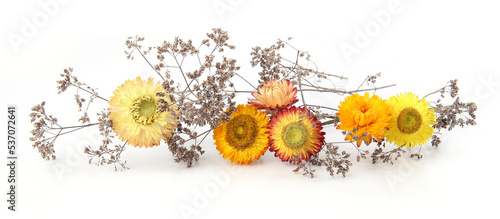Dry strawflowers and  grasses isolated on white background. Border of dry wild meadow grasses or herbs and Xerochrysum bracteatum.