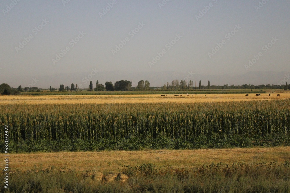 field of wheat, view from the train window