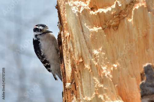 Downy Woodpecker Dryobates pubescens. Shearching for food on a broken down tree photo