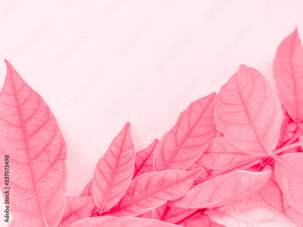 Beautiful abstract color pink flowers on white background, light red flower frame, pink leaves texture, flora background, valentines day, love theme, red texture 