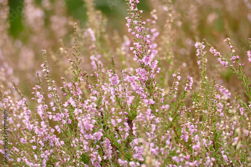 Heidekraut  in der Wahner Heide im Herbst