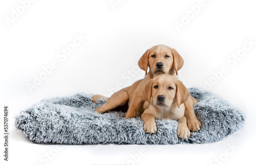 Labrador puppy's in dog bed