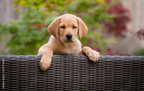 Labrador 