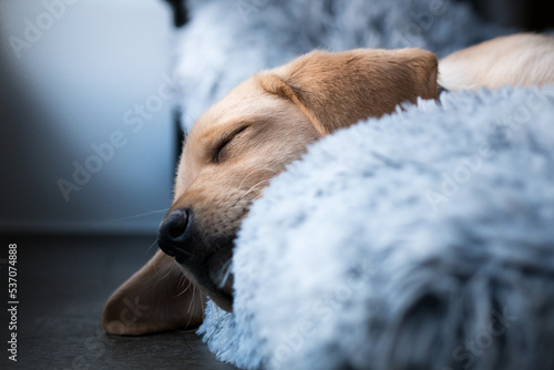 Labrador puppy sleeping in dog bed