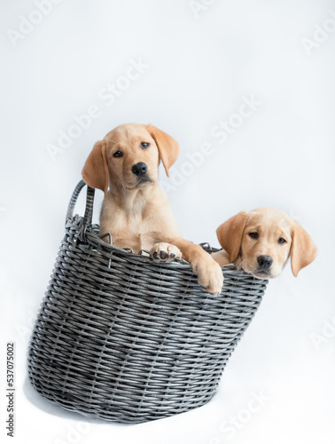 Labrador puppy dog's in wicker basket