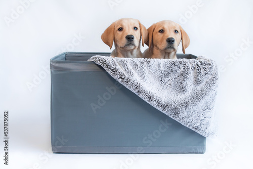 Labrador puppy dog in container	