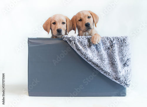 Labrador puppy dog in container	