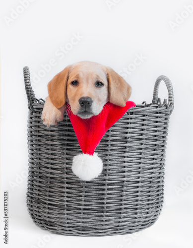 Labrador dog in basket Christmas hat puppy