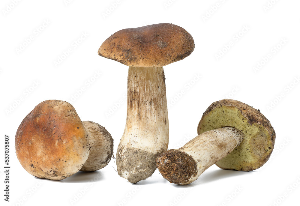 Three fresh white mushrooms on a white isolated background. Three fresh white mushrooms on a white isolated background.