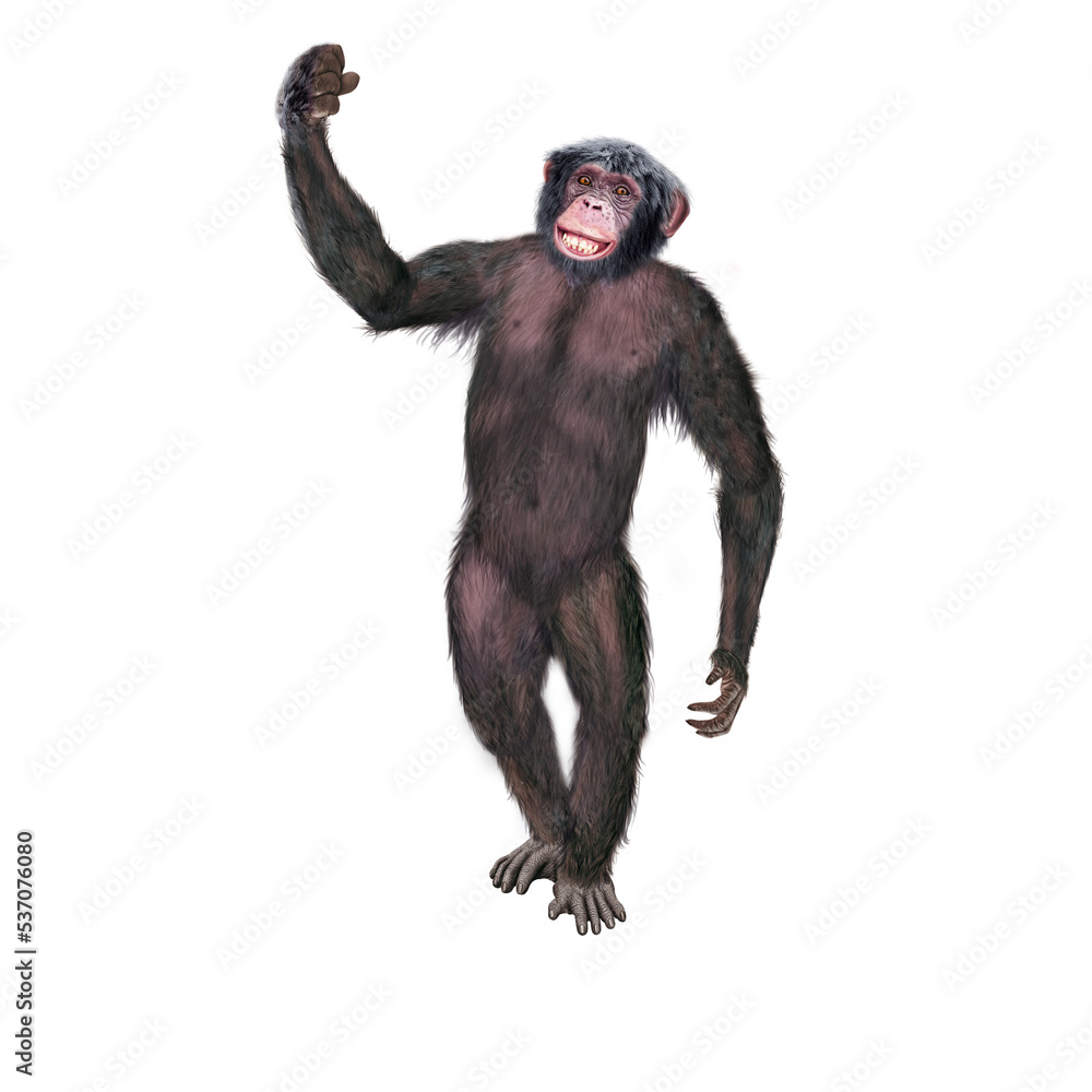 chimpanzé, attitude, mouvement, gesticule, singe, expression, mammifère, jardin zoologique, illustration, animal, fourrure, bonobo, nature, sauvage, faune, drôle, chimpanzé, attitude, mouvement, gesticule, singe, expression, mammifère, jardin zoologique, illustration, animal, fourrure, bonobo, nature, sauvage, faune, drôle,