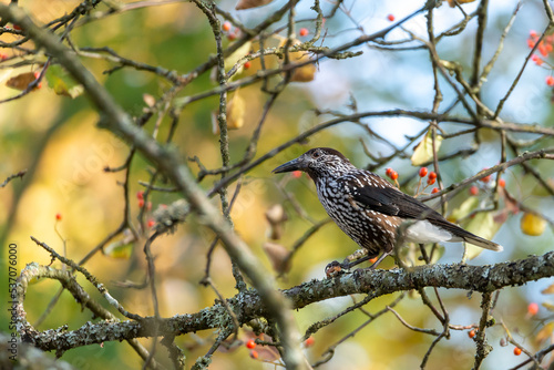 Spotted nutcracker (Nucifraga caryocatactes) a brown bird with white spots, sitting on a branch looking for nuts in autumn. Close up photography, blurred background, place for text, copy space. photo