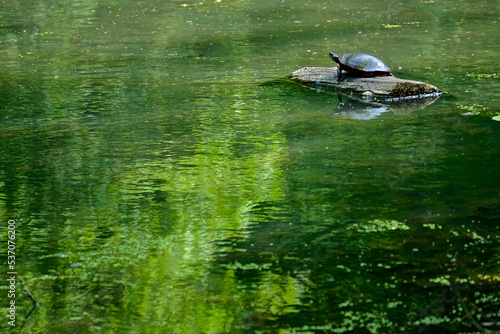 Mount Pleasant, New York: A red-eared slider (Trachemys scripta elegans) turtle sunning itself on a log in Swan Lake on a bright summer day at the Rockefeller State Park Preserve.