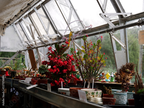 Tall grass and plants grow in fertile greenhouse