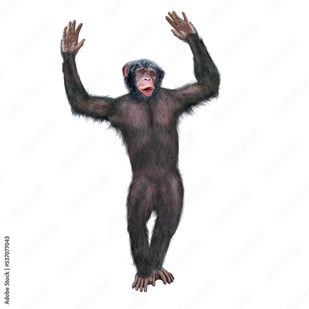 chimpanzé, attitude, mouvement, gesticule, singe, expression, mammifère, jardin zoologique, illustration, animal, fourrure, bonobo, nature, sauvage, faune, drôle, chimpanzé, attitude, mouvement, gesticule, singe, expression, mammifère, jardin zoologique, illustration, animal, fourrure, bonobo, nature, sauvage, faune, drôle,