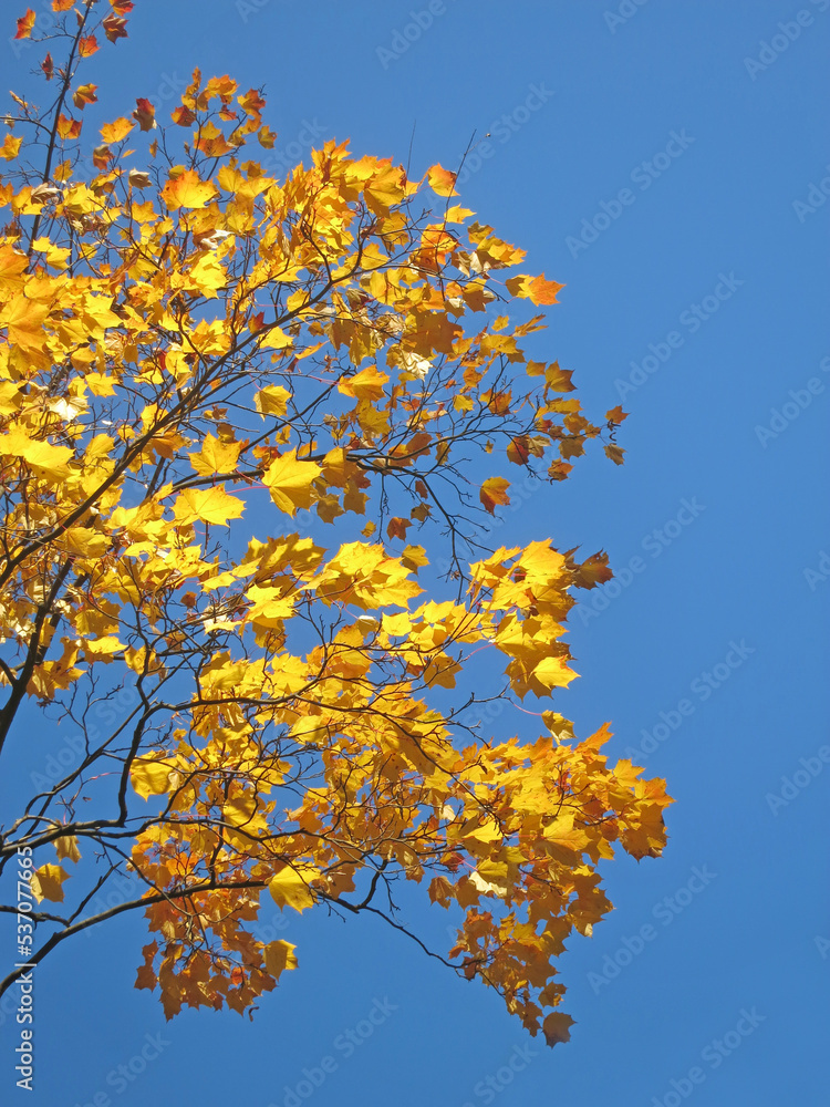 Bright yellow maple leaves on a blue sky background, amazing natural background