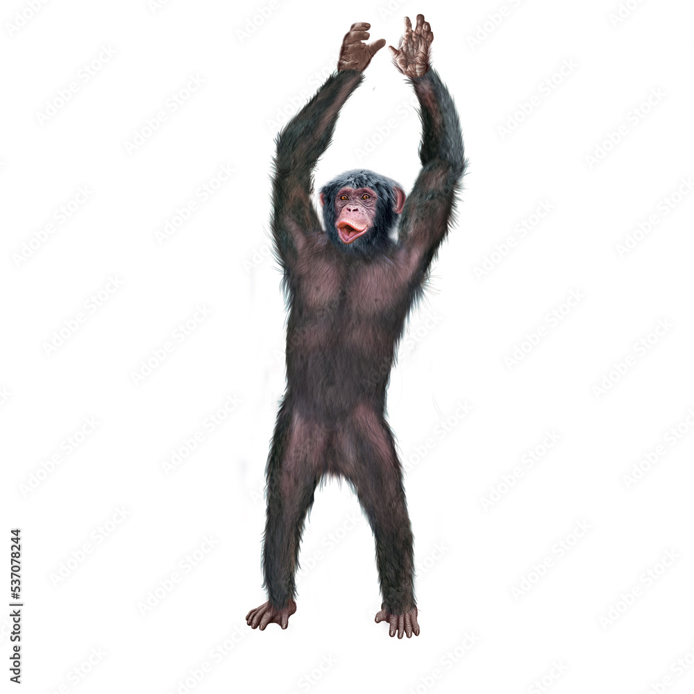 chimpanzé, attitude, mouvement, gesticule, singe, expression, mammifère, jardin zoologique, illustration, animal, fourrure, bonobo, nature, sauvage, faune, drôle, chimpanzé, attitude, mouvement, gesticule, singe, expression, mammifère, jardin zoologique, illustration, animal, fourrure, bonobo, nature, sauvage, faune, drôle,