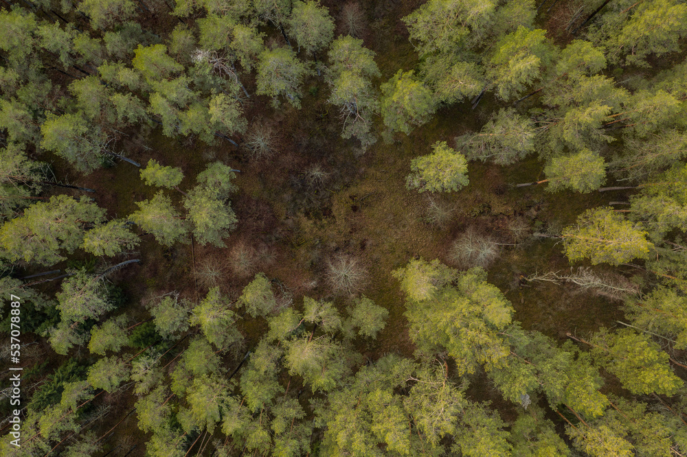 Drone top down view of forest during summer day. Drone top down view of forest during summer day.