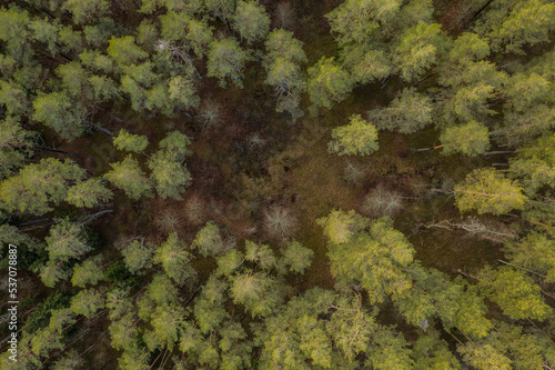 Drone top down view of forest during summer day.