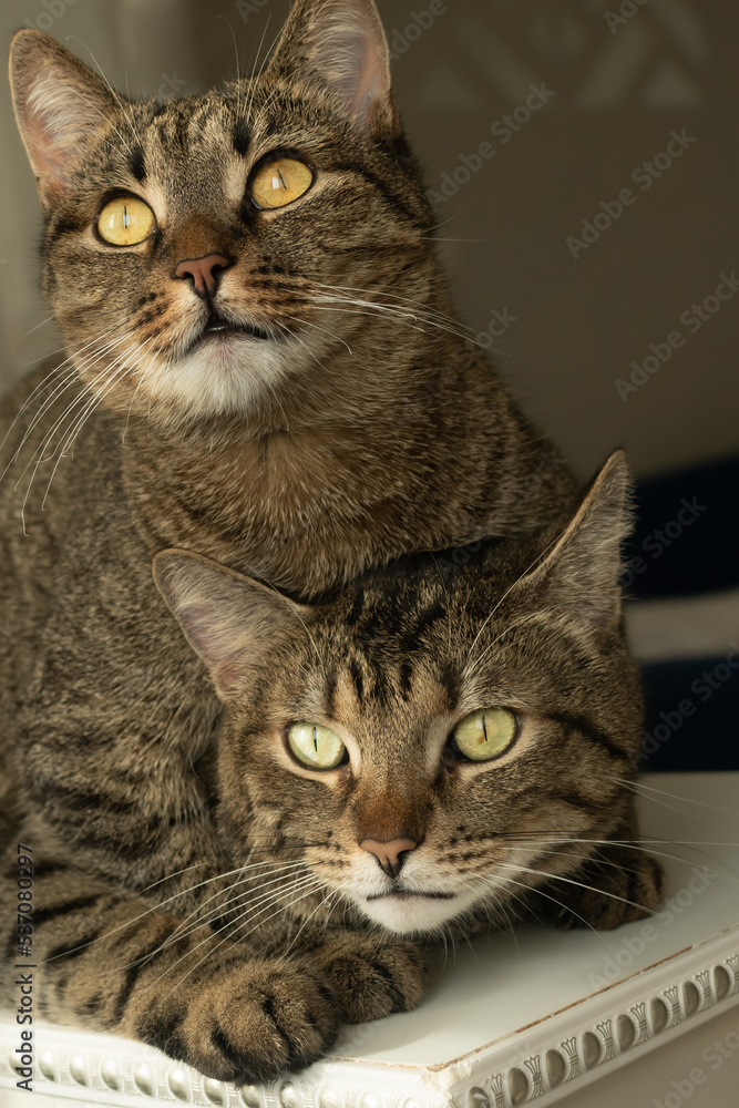 Close-up portrait of two cats lying on top of each other