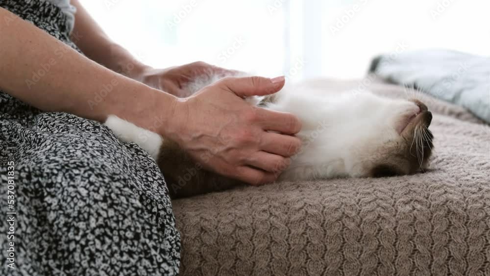 Woman sitting on the bed and petting adorable ragdoll cat with blue eyes. Domestic feline purebred pet lying on its back while person owner cares about it Woman sitting on the bed and petting adorable ragdoll cat with blue eyes. Domestic feline purebred pet lying on its back while person owner cares about it
