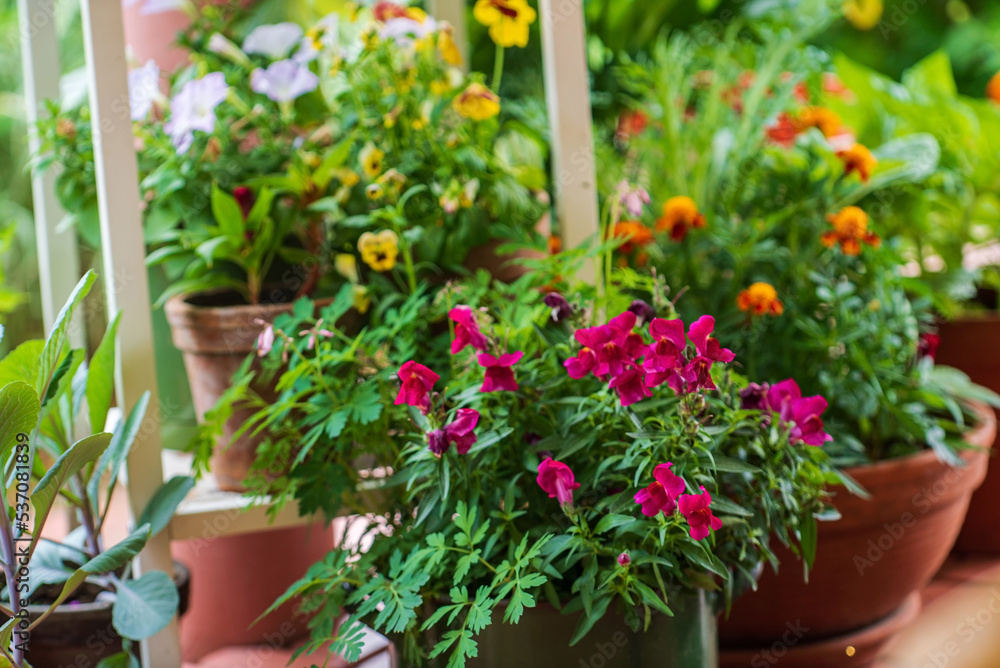 Collection of colorful flowers and ornamental plants in pots