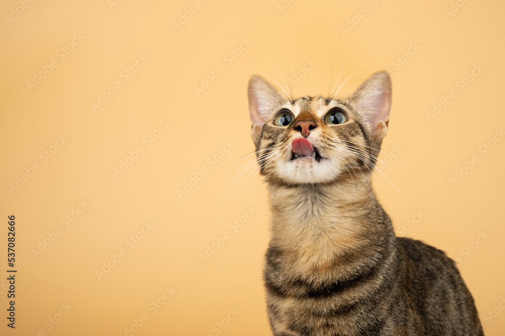 Obraz premium A domestic cat looking up and licking with her tongue after a snack. Figure of a cat on an isolated background of orange color.