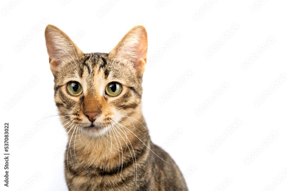 A domestic cat posingat the camera. Figure of a cat on an isolated background of white color.