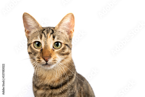 A domestic cat posingat the camera. Figure of a cat on an isolated background of white color.