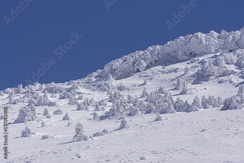 Montaña con pinos nevados en Madrid photo