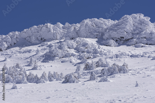 Wallpaper Mural Montaña con pinos nevados en Madrid Torontodigital.ca