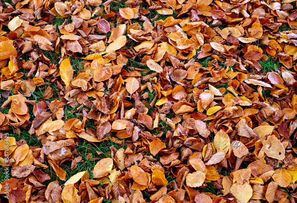 Autumn, leaves in different autumn colors lie on the ground