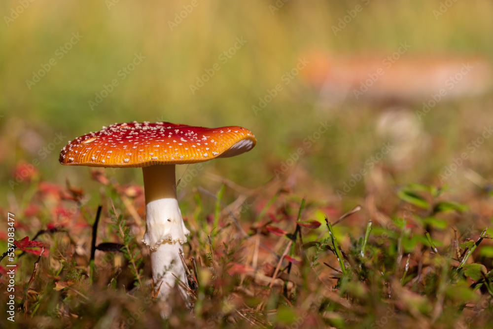 Red and white toadstool mushrom growing on the ground in autumn colors Red and white toadstool mushrom growing on the ground in autumn colors