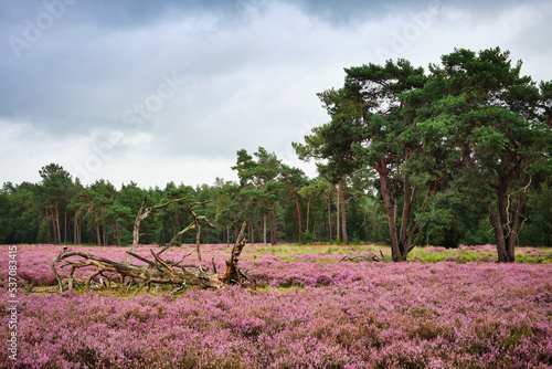 Heather in bloom in the De Loonse en Drunense Duinen National Park, a nature reserve in North Brabant, a part of The Netherlands.