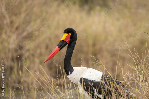Obraz na plátně A saddle billed stork in the grass