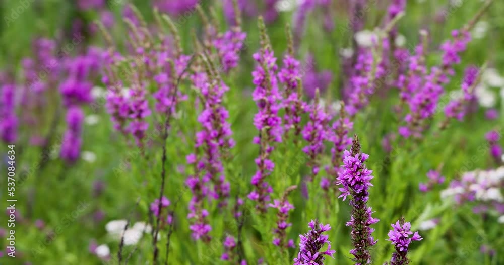 Field white, red and purple flowers on a green blurred background sway in the wind. Field white, red and purple flowers on a green blurred background sway in the wind.