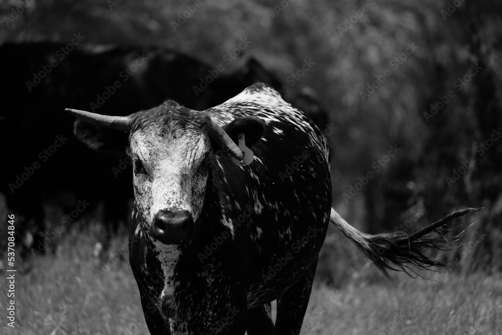 Fototapeta premium Young speckled longhorn cow from Texas farm field in black and white.