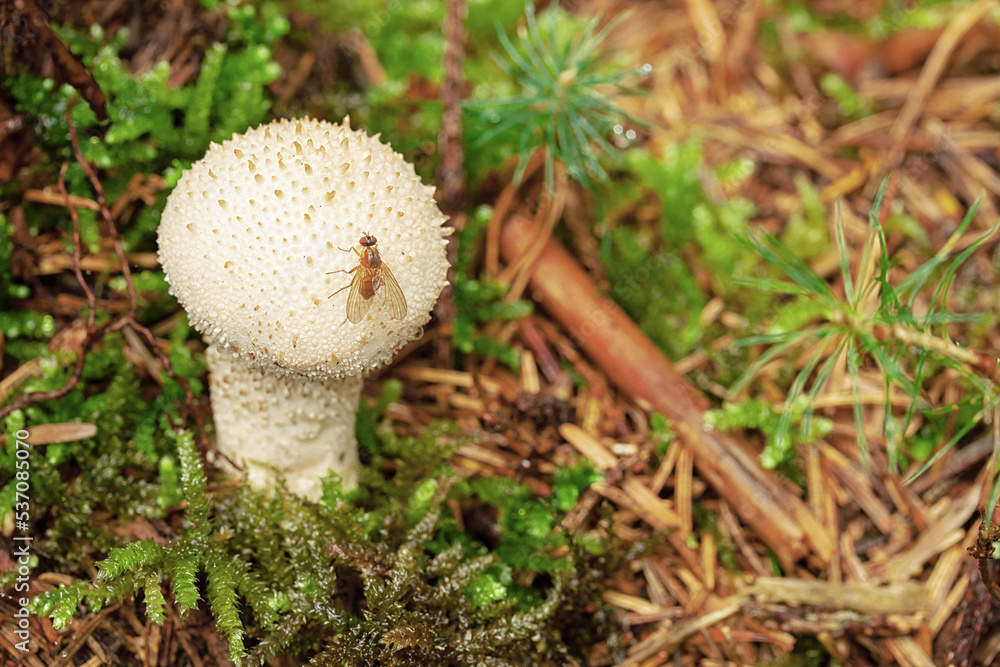 Lycoperdon perlatum or puffball mushroom in forest Lycoperdon perlatum or puffball mushroom in forest