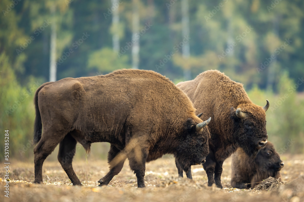 European bison - Bison bonasus in Knyszyn Forest European bison - Bison bonasus in Knyszyn Forest