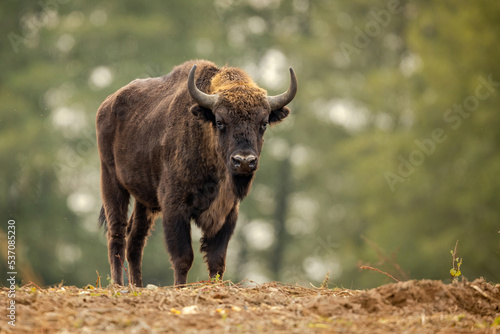 European bison - Bison bonasus in Knyszyn Forest photo