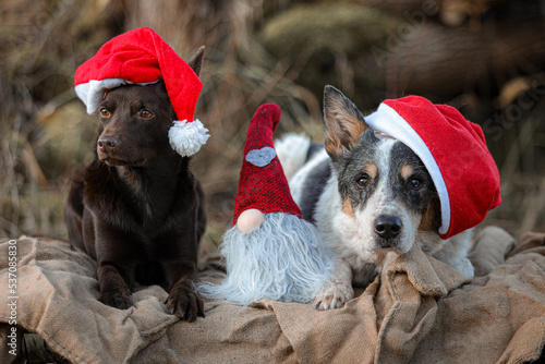 Kelpie and Cattle Dog waiting for Santa photo