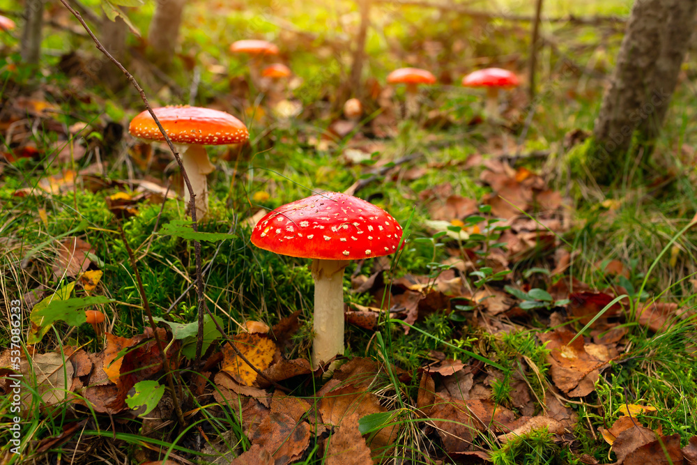 Fly agaric or fly amanita mushroom (Amanita muscaria). Muscimol mushroom. Wild mushroom growing in forest. Ukraine. Fly agaric or fly amanita mushroom (Amanita muscaria). Muscimol mushroom. Wild mushroom growing in forest. Ukraine.