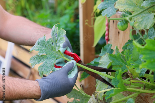 Man cuts the powdery mildew infected leaf with scrissors