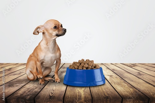 Cute domestic dog with a bowl of food.