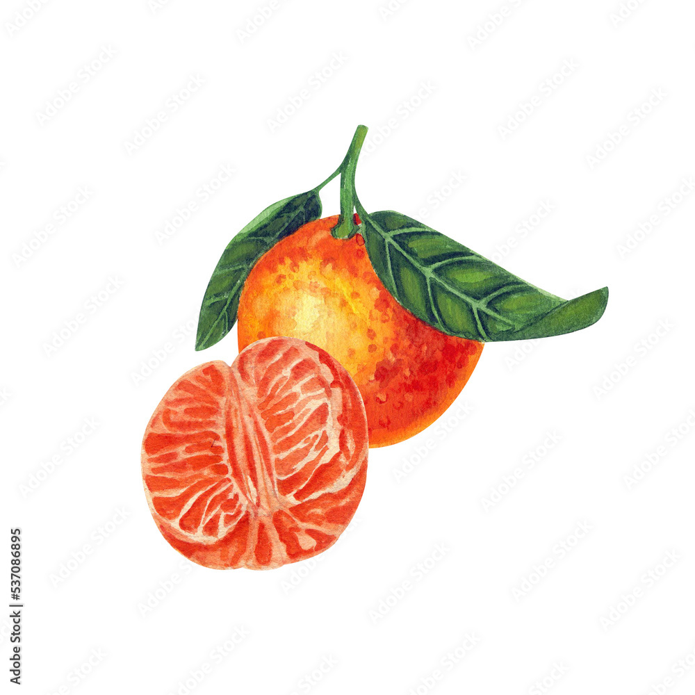 Ripe tangerine with a leaf, peeled half of a tangerine. Watercolor vivid illustration. Ripe tangerine with a leaf, peeled half of a tangerine. Watercolor vivid illustration.