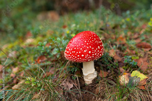 Fly agaric or fly amanita mushroom (Amanita muscaria). Muscimol mushroom. Wild mushroom growing in forest. Ukraine.
