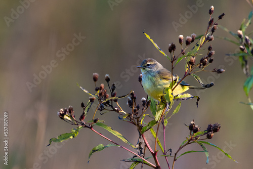 Orange-crowned Warbler sitting in a tree. 