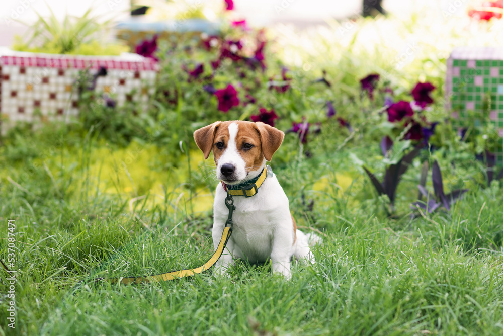 Happy dog, jack russell playing in the park on sunny day