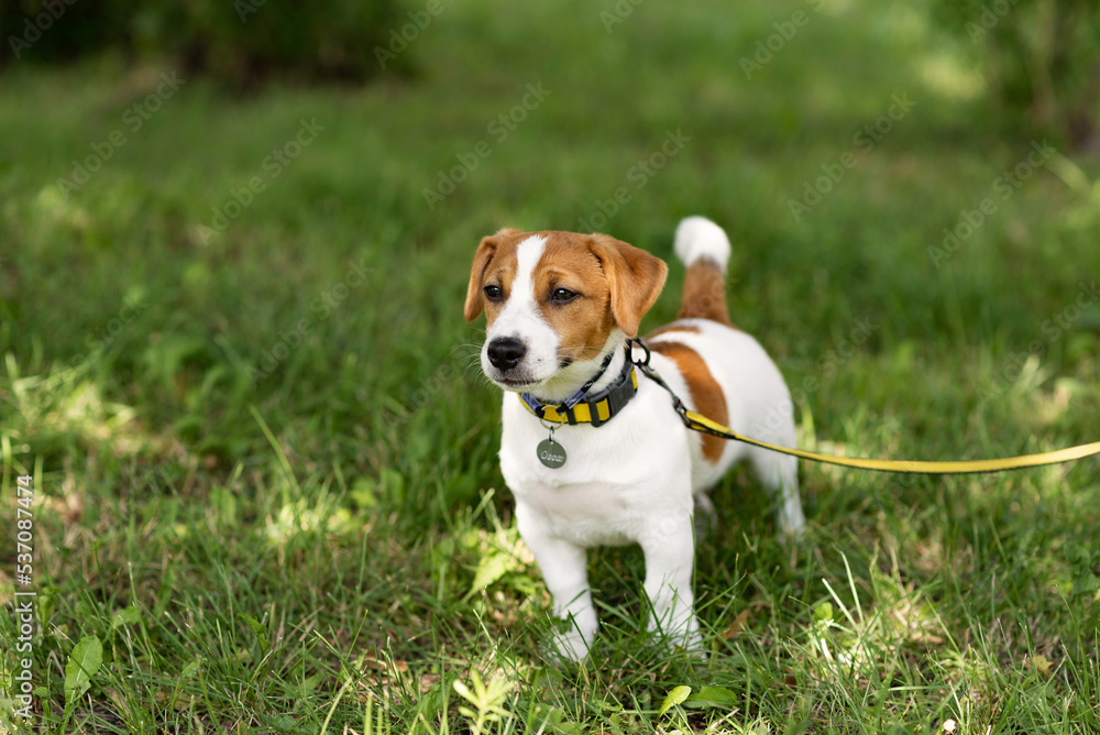 Happy dog, jack russell playing in the park on sunny day