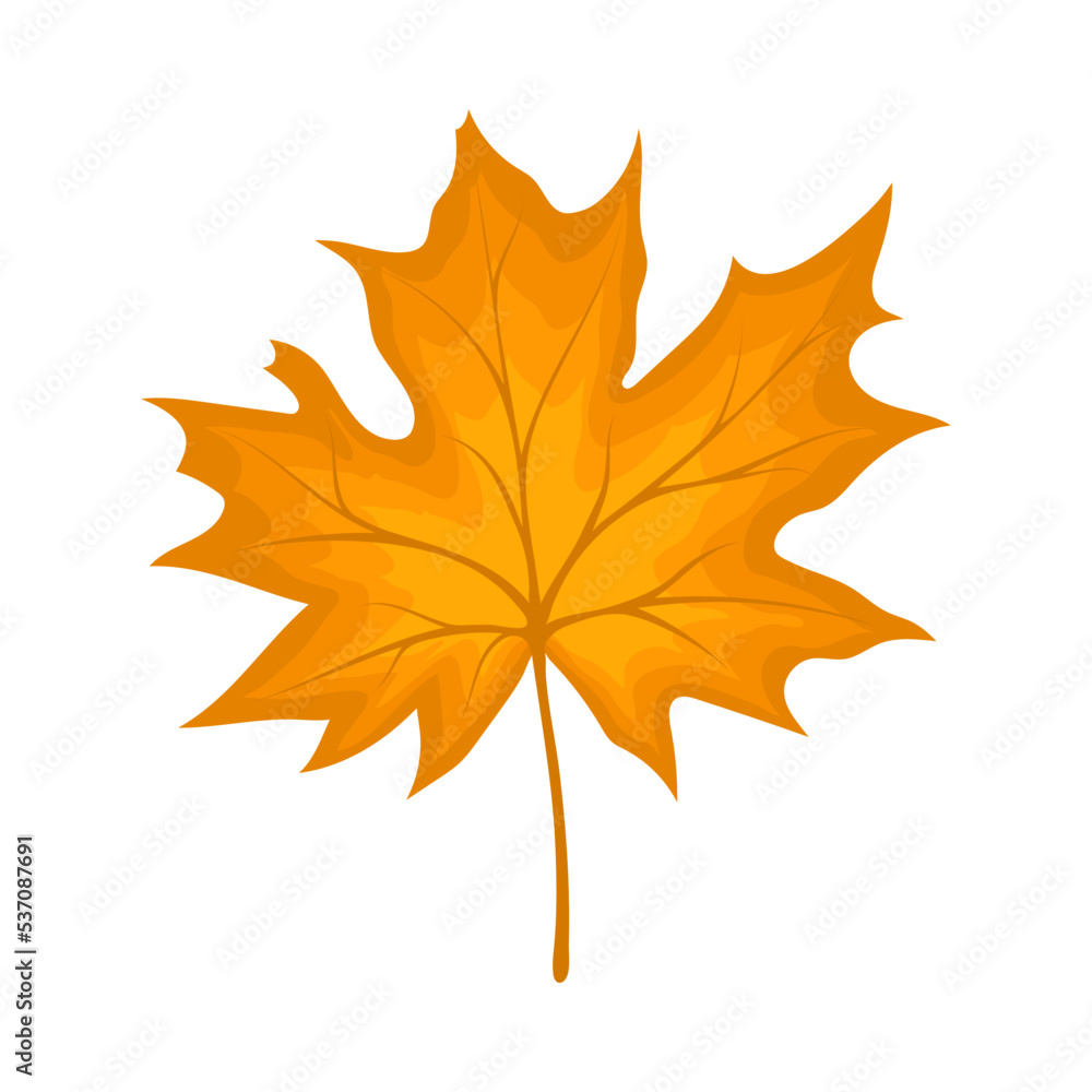 Obraz premium Maple Autumn Leaf
